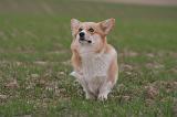CORGI PEMBROKE 1383